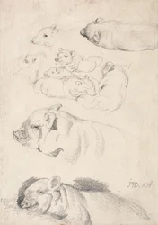 Studien von Schweinen
