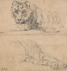 Studien eines Tigers; oben, Kopf und Schultern; unten, Hinterteil