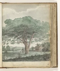 Baum auf Ceylon