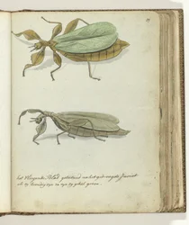 Das fliegende Blatt
