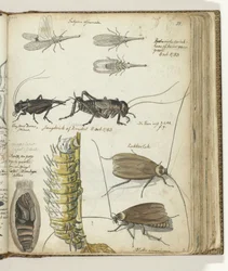 Insekten