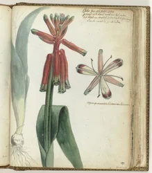 Kapblume