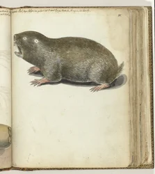 Kap-Maulwurf
