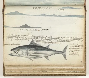 Küstenprofile der Kanarischen Inseln. Fisch.