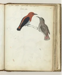 Ostindischer Vogel