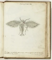 Fliege
