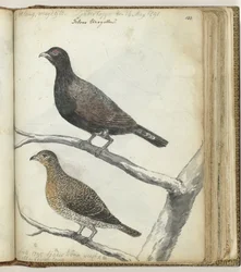 Schwedische Vögel