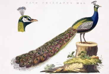 Pfau, ca. 1809-1829