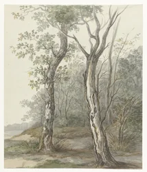 Waldlandschaft