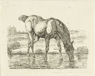 Trinkendes Pferd