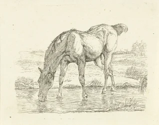 Trinkendes Pferd