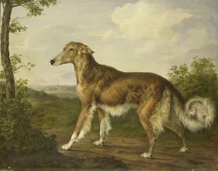 Sibirischer Windhund, um 1825