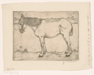 Pferd