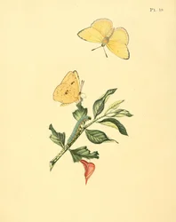 Phoebis sennae (als syn. Papilio hyperici)