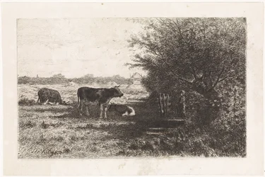 Kühe auf der Weide