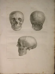 Albinus II, Pl. I, Illustration aus 