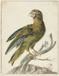 Sittich