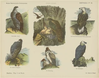 Raubvögel
