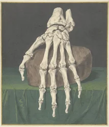 Skelett einer Hand