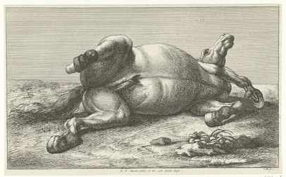 Gefallenes Pferd auf der linken Seite liegend