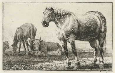 Pferde und Kühe (Tiere) (Zoographiam)