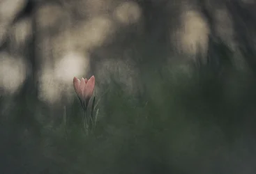 Verträumte rosa Blüte