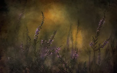 Verträumtes violettes Heidekraut