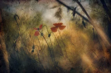 Zarte rote Mohnblumen