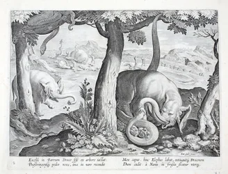 Schlange, die bei der Elefantenjagd verwendet wird, Illustration aus 