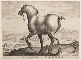 Ein sächsisches Pferd, aus dem ersten Satz von "Equile Joannis Austriaci"
