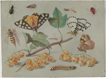 Studie von Schmetterling und Insekten, um 1655
