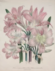 Belladonna-Lilie: Amaryllis belladonna