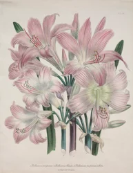 Belladonna-Lilie: Amaryllis belladonna