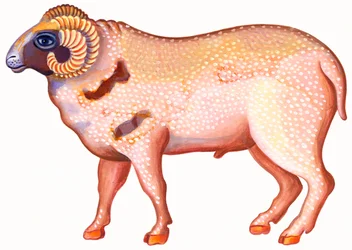 Widder der Ram