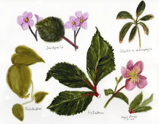 Botanische Illustration mit Grün und Rosa, ca. 2025