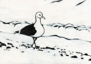 Möwe aus dem Washington Park, ca. 2017