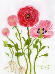 Lebendige Ranunkelillustration