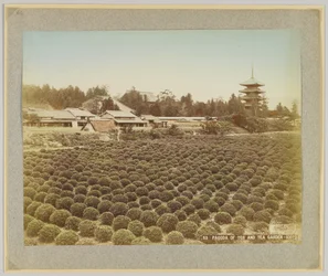Pagode von Toji und Teegarten, Kyoto, Japan