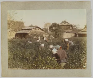 Teepflücken, Japan