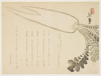 Daikon-Rettich, Januar 1864