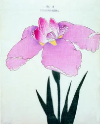 En-U-no.-Sora, Nr. 8, 1898