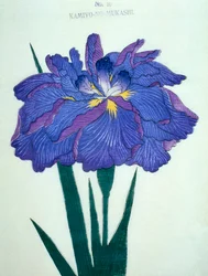 Kamiyo-no.-Mukashi, Nr. 16, 1898