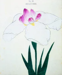 Miyako-Dore, Nr. 50, 1898