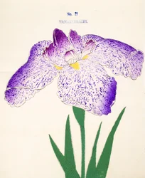 Nanakomachi, Nr. 21, 1898