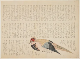 Fasan, um 1818-29