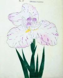 Shokko-Nishiki, Nr. 48, 1898