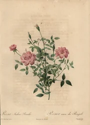 Rosa Miniatur-China-Rose, Rosa chinensis