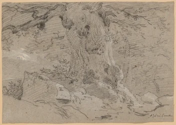 Studie eines alten Baumstamms