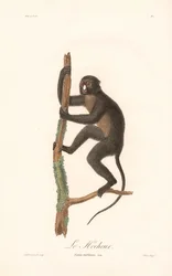 Großer Weißnasenaffe (Simia nictitans)