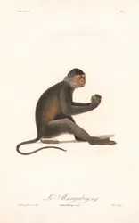 Grüne Meerkatze (Simia aethiops)